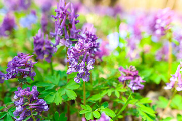Purple flowers on an open natural area close-up. Forest plants in the summer season.