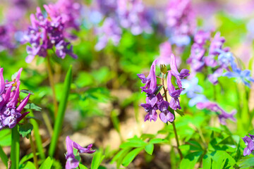 Obraz premium Sunny section of the forest with wild colors of bright color close-up. Colorful natural spring day.