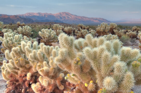 Sunset at the Cholla Cactus Garden in California's Joshua Tree National Park