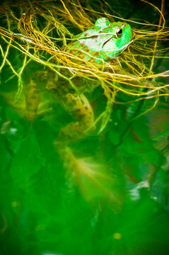 Bull frog waiting in the weeds. Connecticut pond