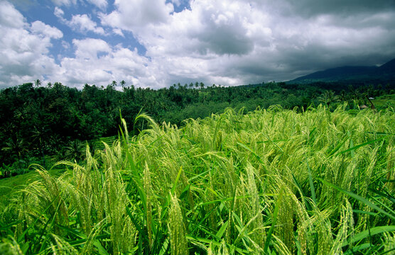 Rice paddies on the slopes of Mount Batur, Bali