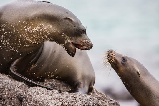 Sea Lions have a conversation on the beach in the Galapagos Islands, Ecuador.