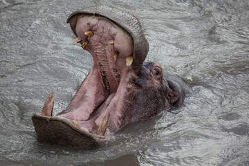 An irate hippo shows how menacing he can be by grunting and opening his huge jaws. Taken in the Katavi National Park in Southern Tanzania.