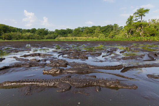 Alligators assemble en masse, over one hundred during the dry season of the Everglades watershed within Big Cypress National Preserve, Florida.