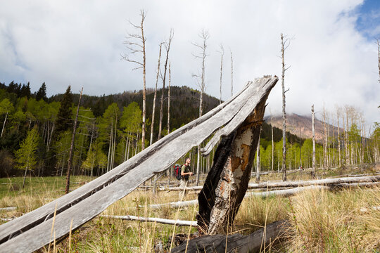 Obadiah Reid stands in a meadow, framed by a fallen tree trunk, along the Hankins Pass Trail, Lost Creek Wilderness, Colorado.