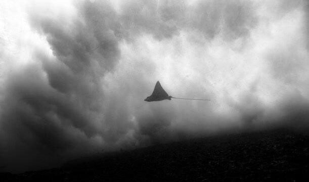 Eagle Ray with a big wave on the background in a dive site called El Chato, Ixtapa, Guerrero, Mexico.