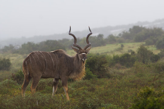 Male Kudu