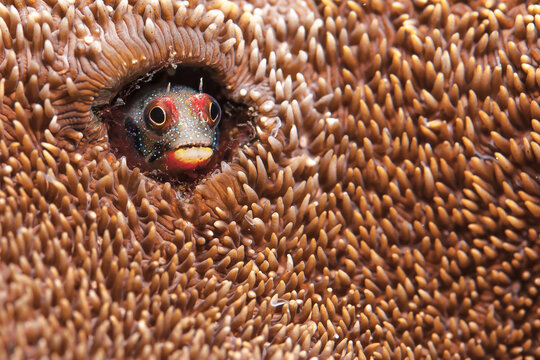Close up of a Blenny inside its tube surrounded by coral found in Ixtapa, Mexico.
