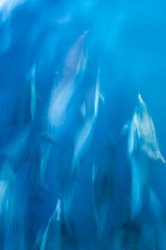 California, Santa Barbara Channel. Channel Islands National Marine Sanctuary. Common dolphins, Delphinus delphis. Riding the bow wave of a boat.