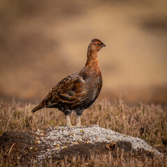 Red grouse (Lagopus lagopus)