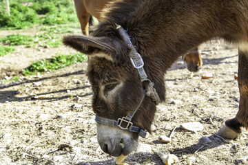 Donkey in stable