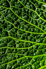 fresh savoy cabbage leaf as a texture