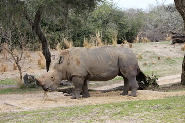 Fototapeta premium big rhino