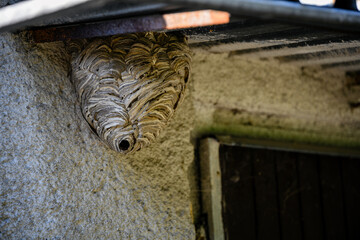 Wasp nest with an entrance by the wall.
