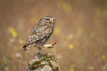 European owl perched on a stone with background of spring flowers