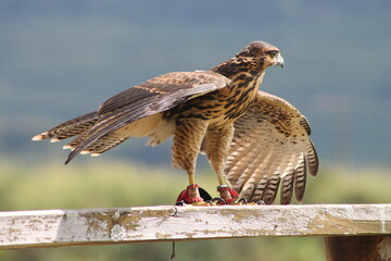 hawk in the middle of nature - Parabuteo unicinctus