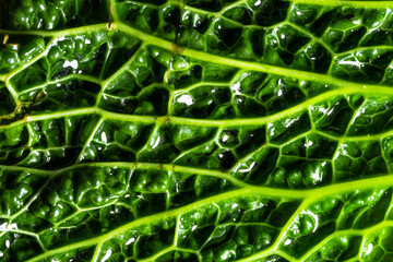fresh savoy cabbage leaf as a texture