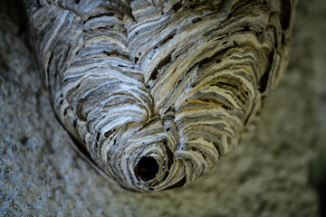 Fototapeta na wymiar Wasp nest with an entrance by the wall.