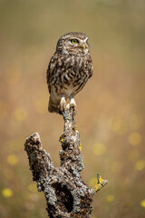 little owl perched on a branch with background with spring flowers
