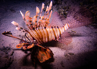Lion fish 