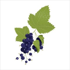Obraz premium Black currants. Hand drawn sketch,colored and black graphic element. Flat