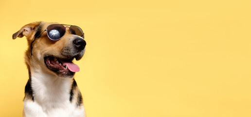 A funny dog ​​dressed sunglasses on the yellow or illuminating background. Summer holidays concept. A mongrel dog sunbathes. A tricolor outbred dog sticks out its tongue.
