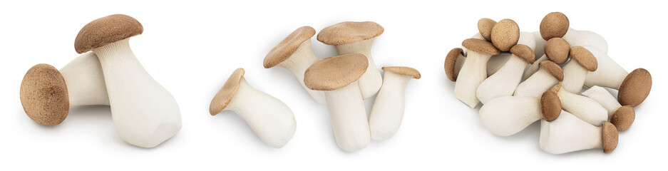 King Oyster mushroom or Eringi isolated on white background . Set or collection