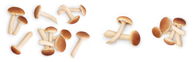 honey fungus mushrooms isolated on white background with clipping path and full depth of field. Set or collection © kolesnikovserg
