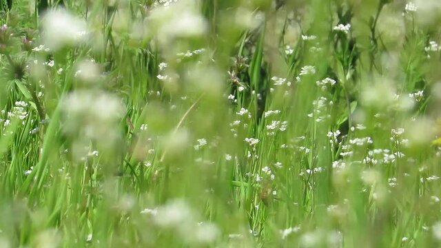 White little flowers background green