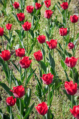 Tulips of red color in the garden 