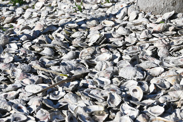 Oyster Shells