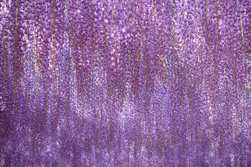 あしかがフラワーパーク　大長藤