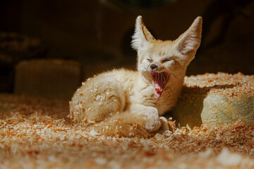 Fennec fox yawning