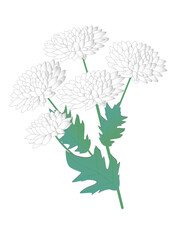 Hand drawn white flowers chrysanthemum with leaves isolated on white