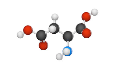 Aspartic acid (symbol Asp or D), is an amino acid that is used in the biosynthesis of proteins. Formula: C4H7NO4. 3D illustration. Chemical structure model: Ball and Stick. White background.