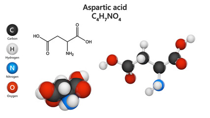 Aspartic acid (symbol Asp or D), is an amino acid that is used in the biosynthesis of proteins. Formula: C4H7NO4. 3D illustration. Chemical structure model: Ball and Stick + Space-Filling.