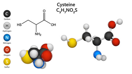 Cysteine (symbol Cys or C) is a semiessential proteinogenic amino acid. Formula: C3H7NO2S. 3D illustration. Chemical structure model: Ball and Stick + Space-Filling. Isolated on white background.
