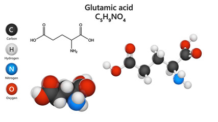 Glutamic acid (Glu), also referred to as glutamate, is one of the 20 proteinogenic amino acids. Formula: C5H9NO4. 3D illustration. Chemical structure model: Ball and Stick + Space-Filling.