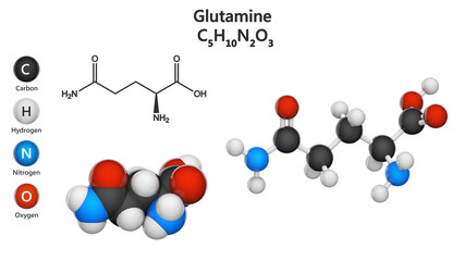 Glutamine (symbol Gln or Q) is an amino acid that is used in the biosynthesis of proteins. Formula: C5H10N2O3. 3D illustration. Chemical structure model: Ball and Stick + Space-Filling.