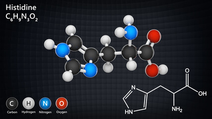 Histidine (symbol His or H) is an amino acid that is used in the biosynthesis of proteins. Formula: C6H9N3O2. 3D illustration. Chemical structure model: Ball and Stick.