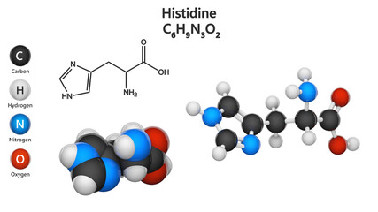 Histidine (symbol His or H) is an amino acid that is used in the biosynthesis of proteins. Formula: C6H9N3O2. 3D illustration. Chemical structure model: Ball and Stick+Space-Filling. White background