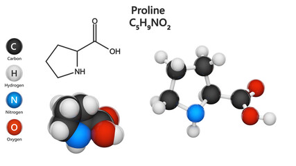 Proline (symbol Pro or P) is a cyclic, nonessential amino acid in humans. Formula: C5H9NO2. 3D illustration. Chemical structure model: Ball and Stick + Space-Filling. Isolated on white background.