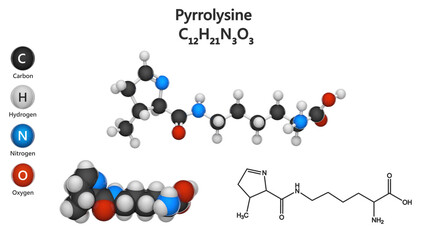 Pyrrolysine (symbol Pyl or O) is an organic compound with chemical molecular formula C12H21N3O3. 3D illustration. Chemical structure model: Ball and Stick + Space-Filling. White background.