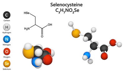 Selenocysteine (symbol Sec or U) is the proteinogenic amino acid. Formula: C3H7NO2Se. 3D illustration. Chemical structure model: Ball and Stick + Space-Filling. Isolated on white background.