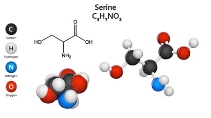 Serine (symbol Ser or S)is an amino acid that is used in the biosynthesis of proteins. Formula: C3H7NO3. 3D illustration. Chemical structure model: Ball and Stick + Space-Filling. White background.