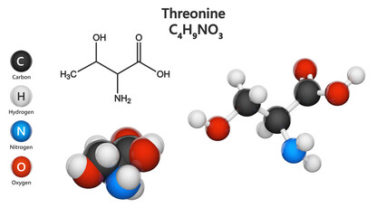 Threonine (symbol Thr or T) is an amino acid that is used in the biosynthesis of proteins. Formula C4H9NO3. 3D illustration. Chemical structure model: Ball and Stick + Space-Filling. White background