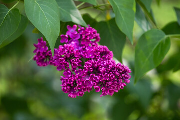 Plants and flowers blooming on a sunny spring day