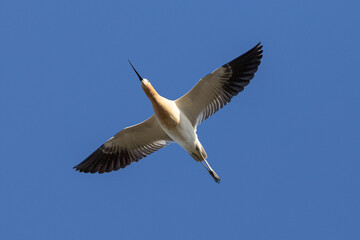 Extreme close-up of an American avocet flying, seen in the wild in a North California marsh 