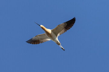 Extreme close-up of an American avocet flying, seen in the wild in a North California marsh 