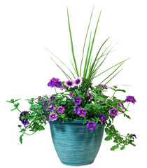 Isolated spring flower planter with purple petunias and verbena.